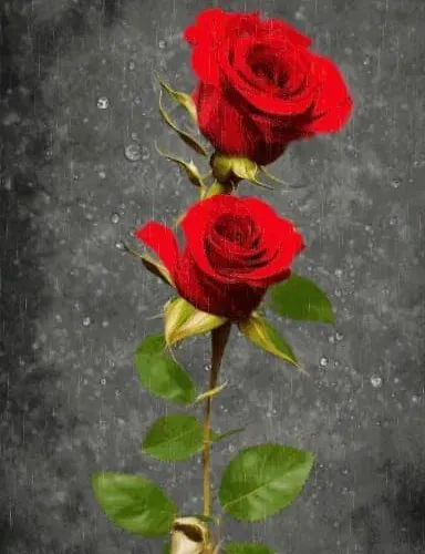 Hotel Numero Uno Schopka foto