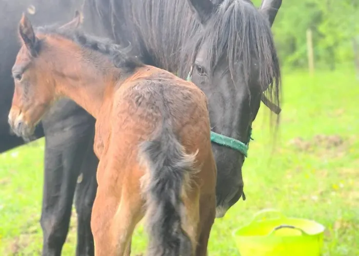 Caravan On Farm Otradovice Foto