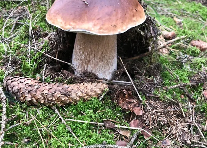 Apartman Orlik Nad Vltavouの写真